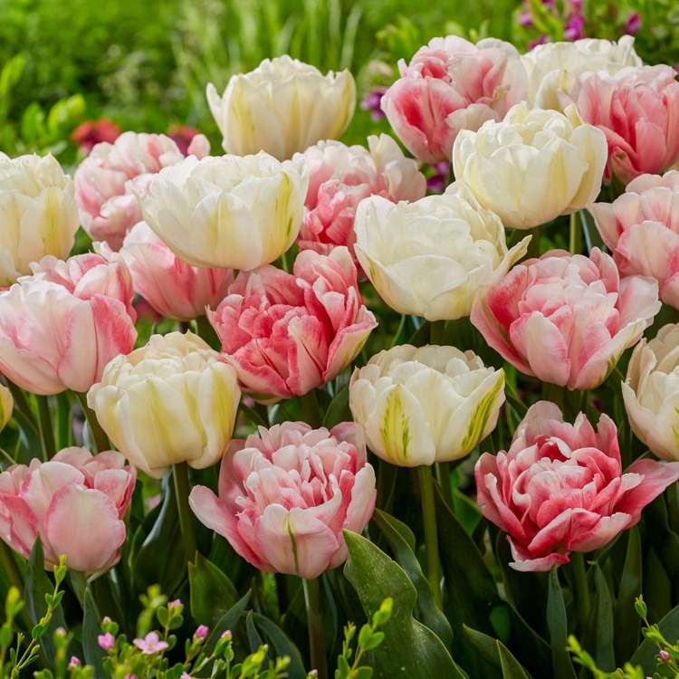 'Foxtrot Heights' tulpanblandning